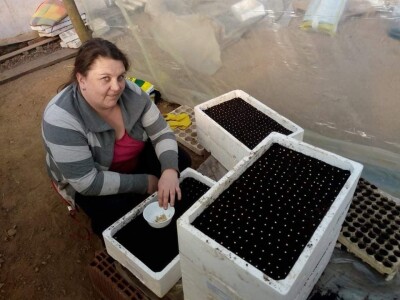 Ismar Aščalić: Kvalitet povrća i presadnica nam je prioritet