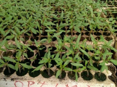 Ismar Aščalić: Kvalitet povrća i presadnica nam je prioritet