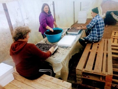 Ismar Aščalić: Kvalitet povrća i presadnica nam je prioritet