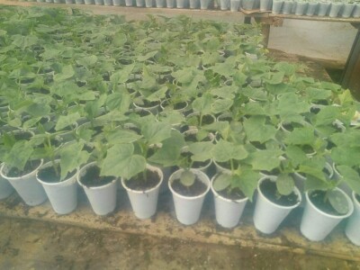 Ismar Aščalić: Kvalitet povrća i presadnica nam je prioritet