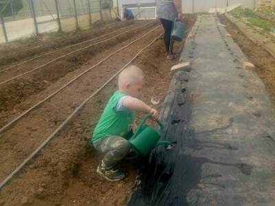 Ismar Aščalić: Kvalitet povrća i presadnica nam je prioritet