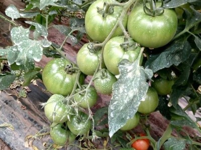 Ismar Aščalić: Kvalitet povrća i presadnica nam je prioritet