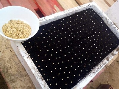 Ismar Aščalić: Kvalitet povrća i presadnica nam je prioritet