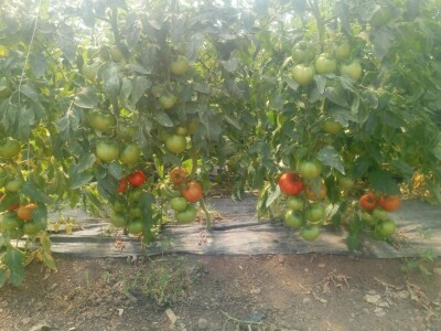 Ismar Aščalić: Kvalitet povrća i presadnica nam je prioritet