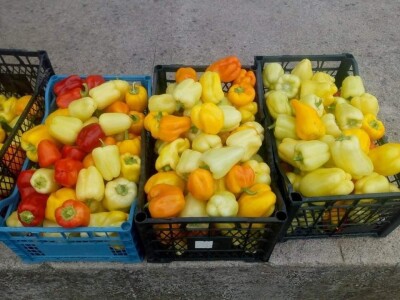 Ismar Aščalić: Kvalitet povrća i presadnica nam je prioritet