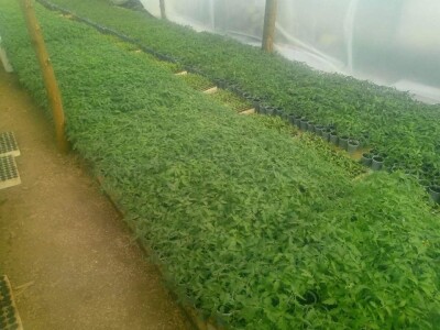 Ismar Aščalić: Kvalitet povrća i presadnica nam je prioritet