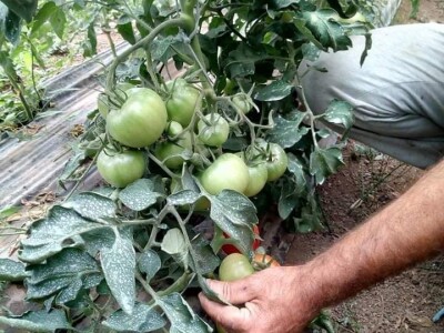 Ismar Aščalić: Kvalitet povrća i presadnica nam je prioritet