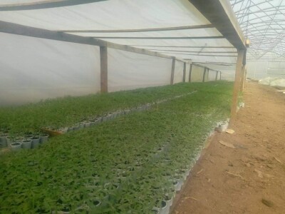 Ismar Aščalić: Kvalitet povrća i presadnica nam je prioritet