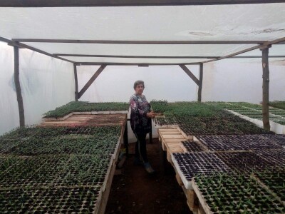 Ismar Aščalić: Kvalitet povrća i presadnica nam je prioritet