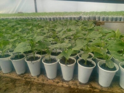 Ismar Aščalić: Kvalitet povrća i presadnica nam je prioritet