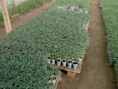 Ismar Aščalić: Kvalitet povrća i presadnica nam je prioritet