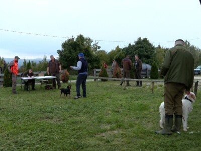 Ispitivanje urođenih osobina pasa glasnog gona na divlju svinju Ispitivanje urođenih osobina pasa glasnog gona na divlju svinju