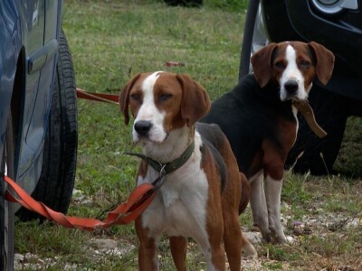 Ispitivanje urođenih osobina pasa glasnog gona na divlju svinju Ispitivanje urođenih osobina pasa glasnog gona na divlju svinju