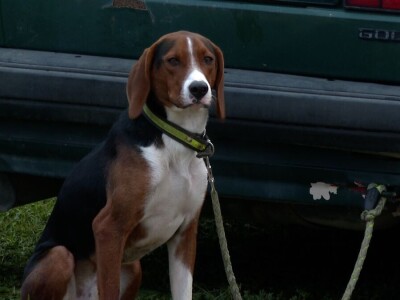 Ispitivanje urođenih osobina pasa glasnog gona na divlju svinju Ispitivanje urođenih osobina pasa glasnog gona na divlju svinju