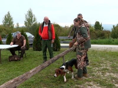 Ispitivanje urođenih osobina pasa glasnog gona na divlju svinju Ispitivanje urođenih osobina pasa glasnog gona na divlju svinju