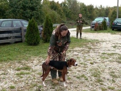 Ispitivanje urođenih osobina pasa glasnog gona na divlju svinju Ispitivanje urođenih osobina pasa glasnog gona na divlju svinju