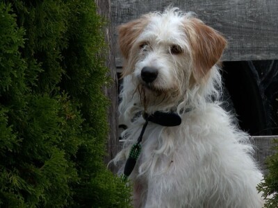 Ispitivanje urođenih osobina pasa glasnog gona na divlju svinju Ispitivanje urođenih osobina pasa glasnog gona na divlju svinju