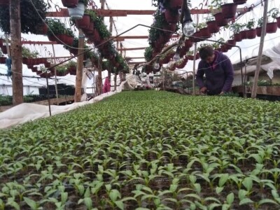 Isplati se proizvodnja povrća, cveća i kiselog kupusa