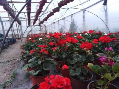 Isplati se proizvodnja povrća, cveća i kiselog kupusa