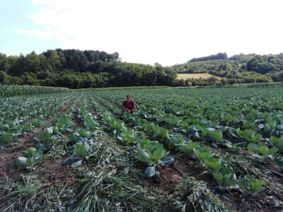 Isplati se proizvodnja povrća, cveća i kiselog kupusa