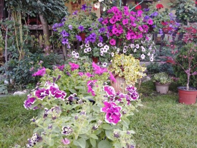 Isplati se proizvodnja povrća, cveća i kiselog kupusa