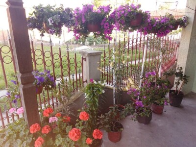 Isplati se proizvodnja povrća, cveća i kiselog kupusa