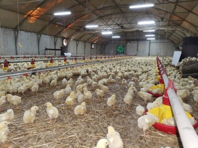 Isplativ samo uslužni tov pilića