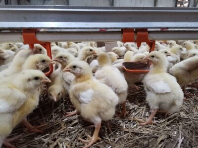 Isplativ samo uslužni tov pilića