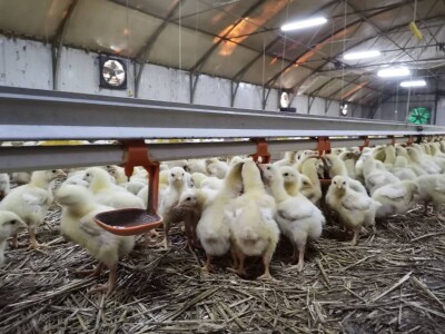 Isplativ samo uslužni tov pilića