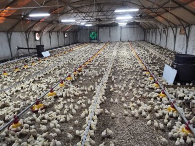 Isplativ samo uslužni tov pilića