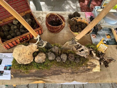 Istarski bijeli tartuf Istarski bijeli tartuf