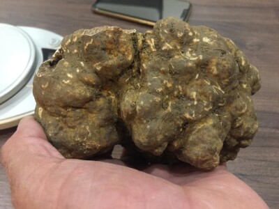 Istarski bijeli tartuf Istarski bijeli tartuf