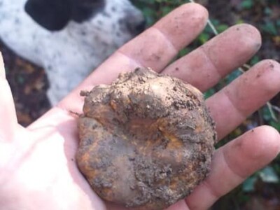 Istarski bijeli tartuf Istarski bijeli tartuf