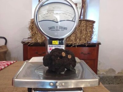 Istarski bijeli tartuf Istarski bijeli tartuf