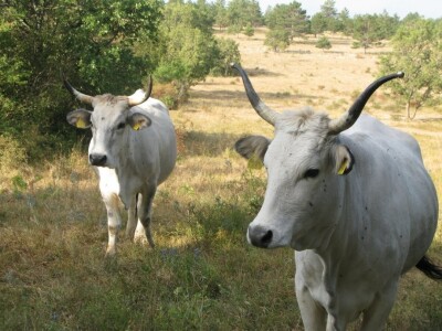 Istarsko govedo - boškarin