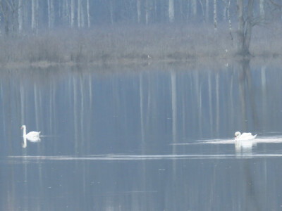 Labudovi česti gosti Lonjskog polja