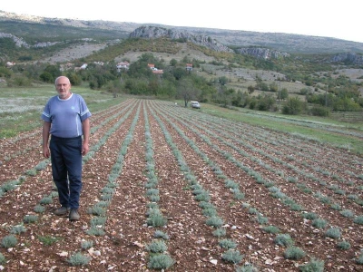 Ivan Bandić na svojoj plantaži mladog smilja podno Gradine u Vučipolju