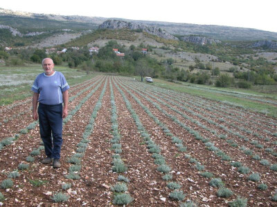 Ivan Bandić na svojoj plantaži mladog smilja podno Gradine u Vučipolju Ivan Bandić na svojoj plantaži mladog smilja podno Gradine u Vučipolju