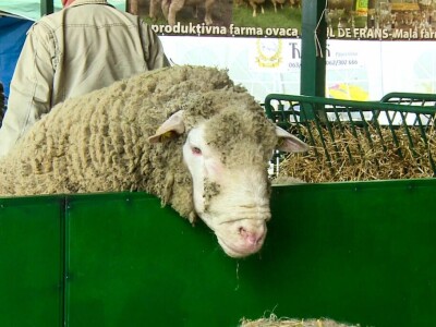 Ivan Ilić - Od ovčarstva se može lepo živeti u Srbiji