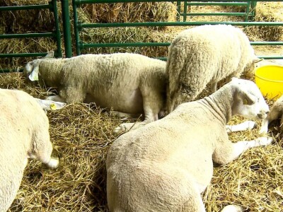 Ivan Ilić - Od ovčarstva se može lepo živeti u Srbiji