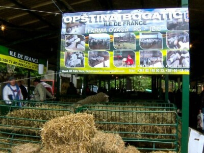 Ivan Ilić - Od ovčarstva se može lepo živeti u Srbiji