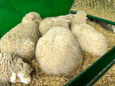 Ivan Ilić - Od ovčarstva se može lepo živeti u Srbiji