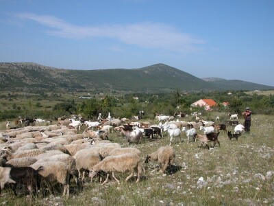 Stočar Ivan Kaloper čuva svoje stado ovaca i koza u Vojniću Sinjskom