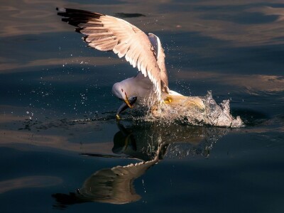Ivan Kosić - ribar i fotograf