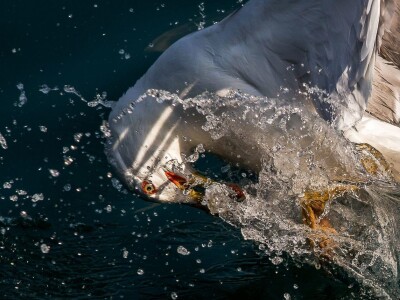 Ivan Kosić - ribar i fotograf