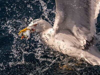 Ivan Kosić - ribar i fotograf