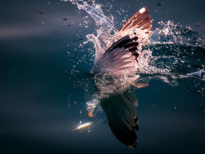 Ivan Kosić - ribar i fotograf