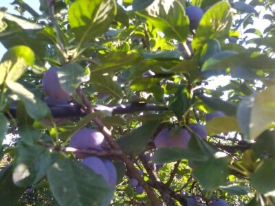 Ivan Kurevija: Voćnjak održavam uz pomoć brata i njegovih stručnih savjeta