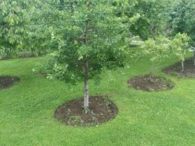 Ivan Kurevija: Voćnjak održavam uz pomoć brata i njegovih stručnih savjeta