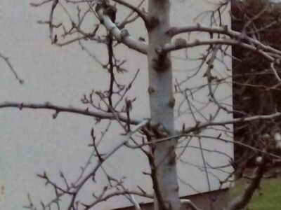 Ivan Kurevija: Voćnjak održavam uz pomoć brata i njegovih stručnih savjeta